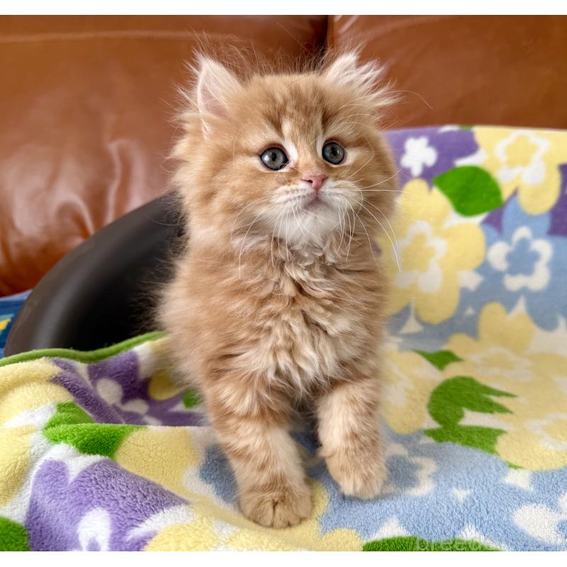 成約済の神奈川県のマンチカン-135188の6枚目