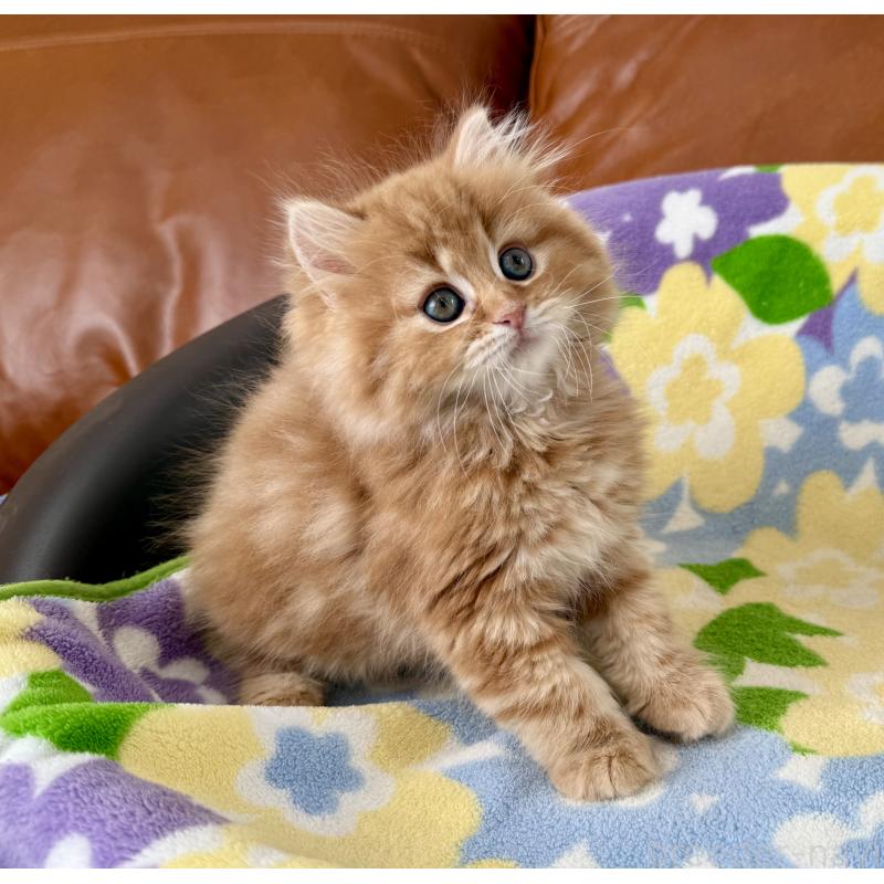 成約済の神奈川県のマンチカン-135188の5枚目