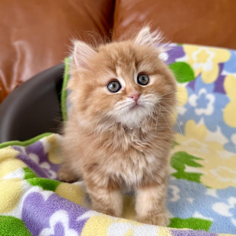 成約済の神奈川県のマンチカン-135188の4枚目