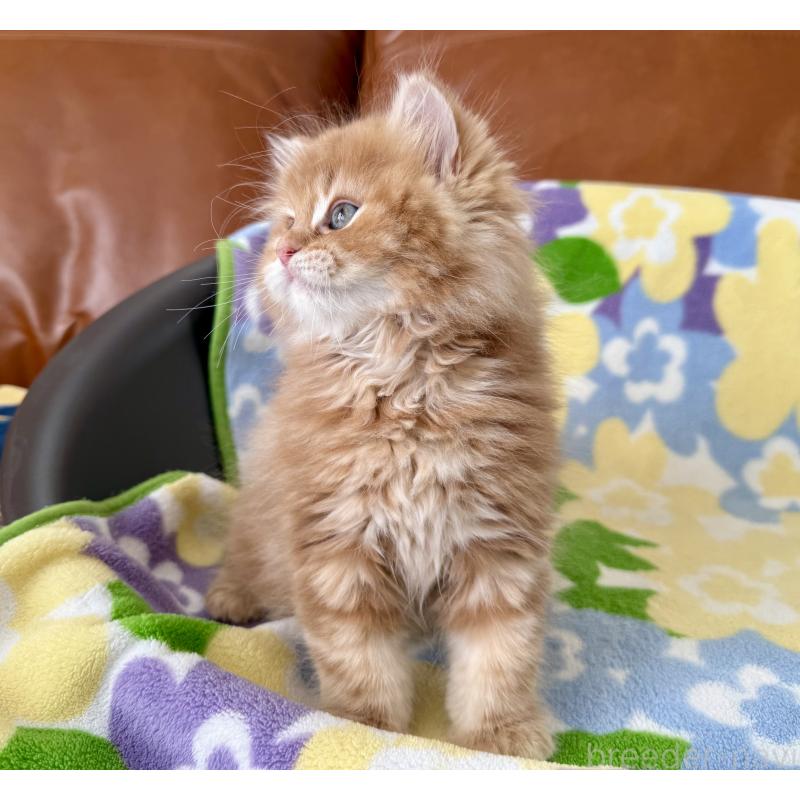 成約済の神奈川県のマンチカン-135188の3枚目