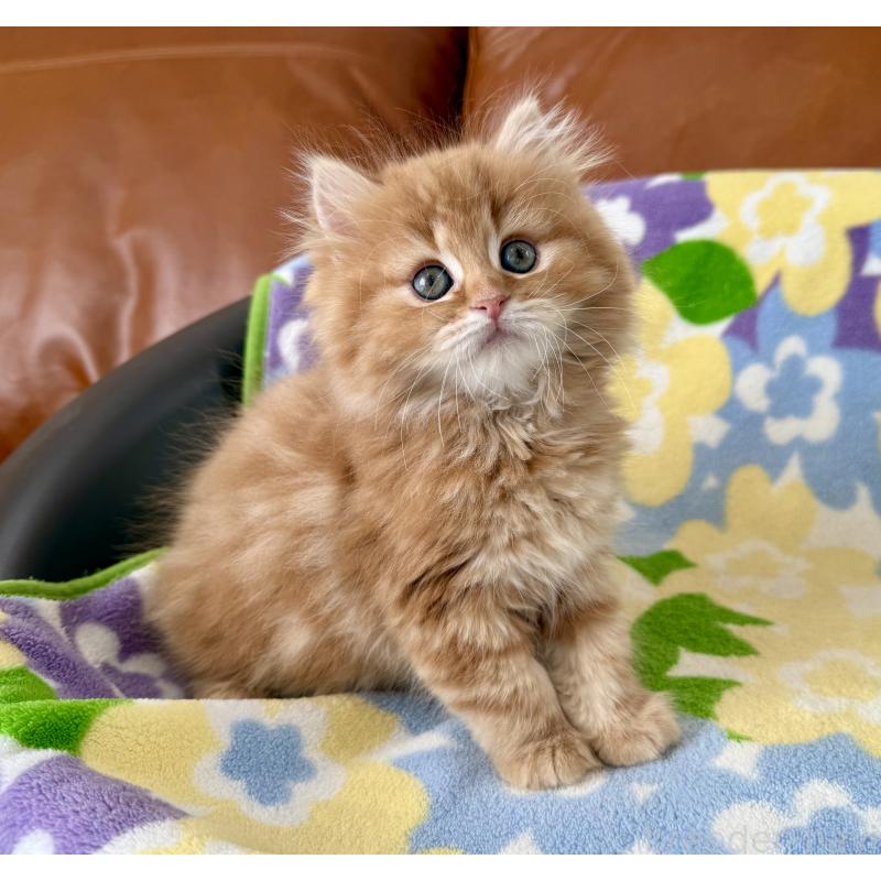 成約済の神奈川県のマンチカン-135188の2枚目