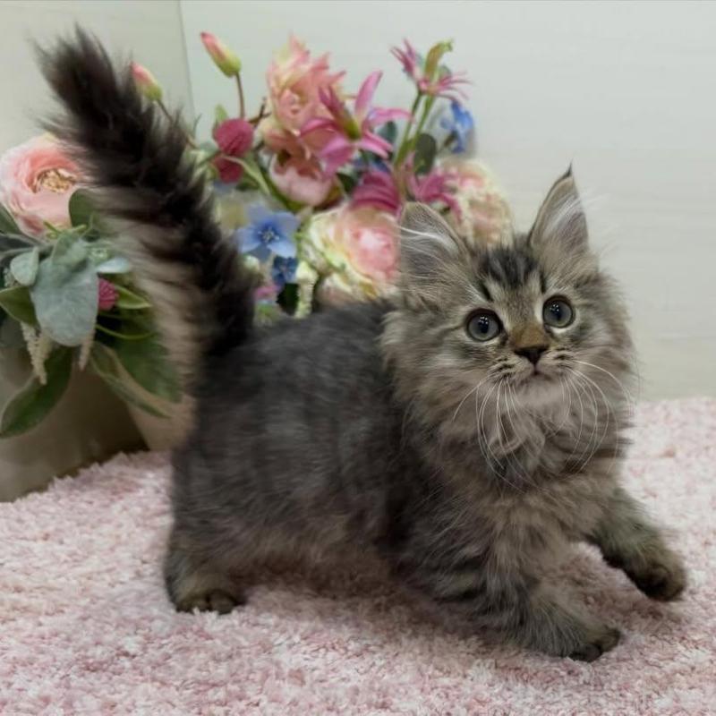 販売中の東京都のラガマフィン-136233の6枚目