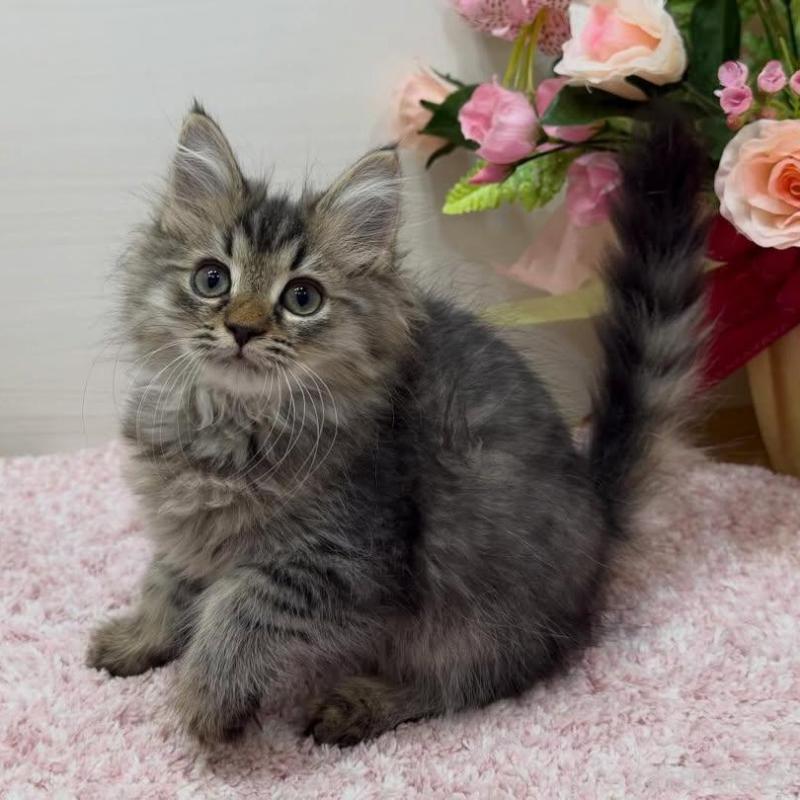 販売中の東京都のラガマフィン-136233の4枚目