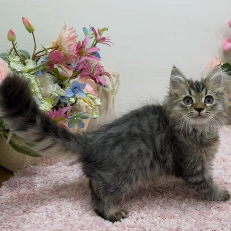 販売中の東京都のラガマフィン-136233の3枚目