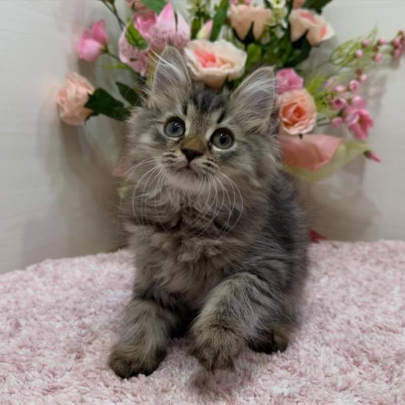 販売中の東京都のラガマフィン-136233の1枚目