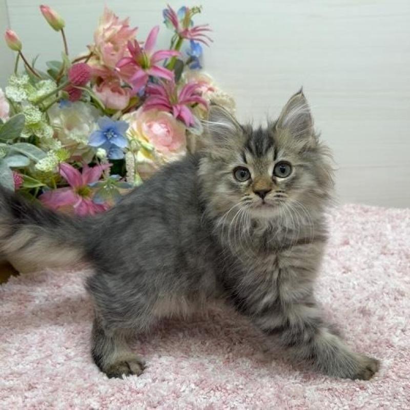 販売中の東京都のラガマフィン-136233の2枚目