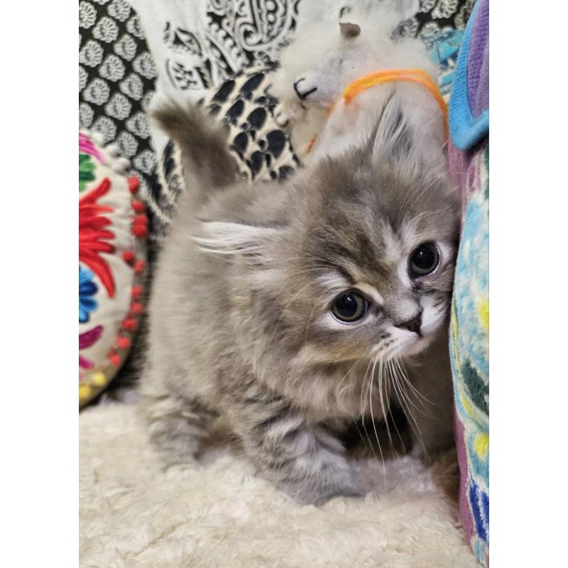 販売中の大阪府のミヌエット-136234の5枚目