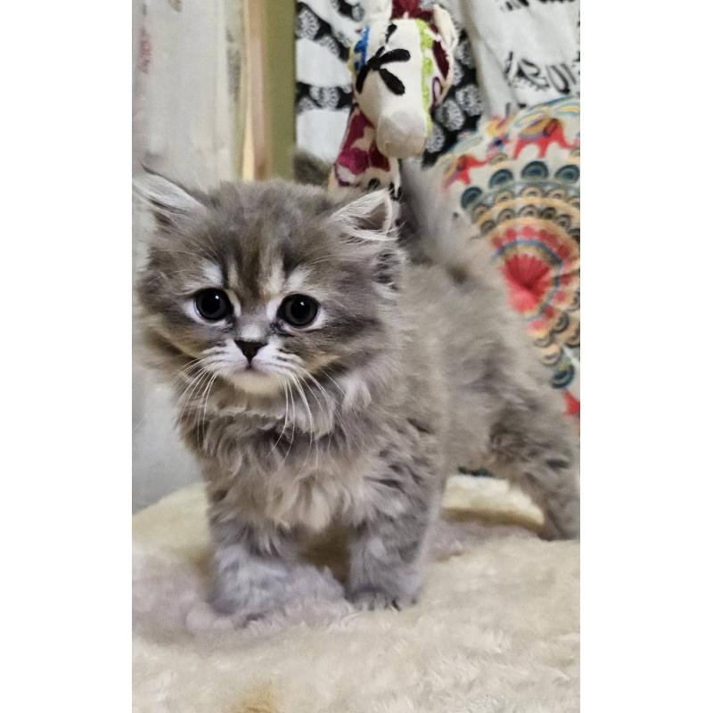 販売中の大阪府のミヌエット-136234の4枚目