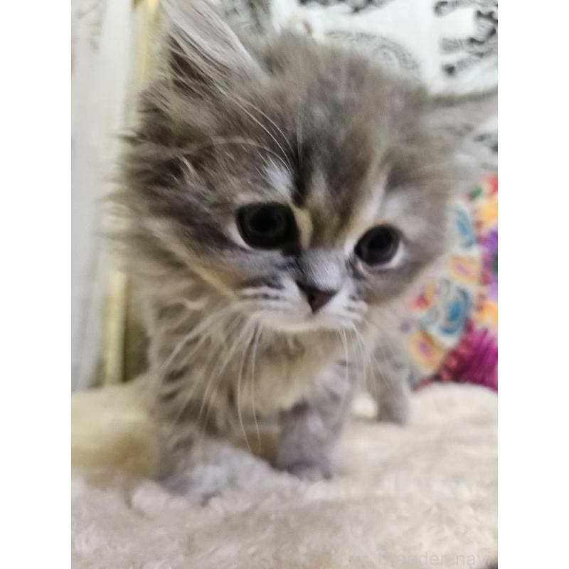 販売中の大阪府のミヌエット-136234の3枚目