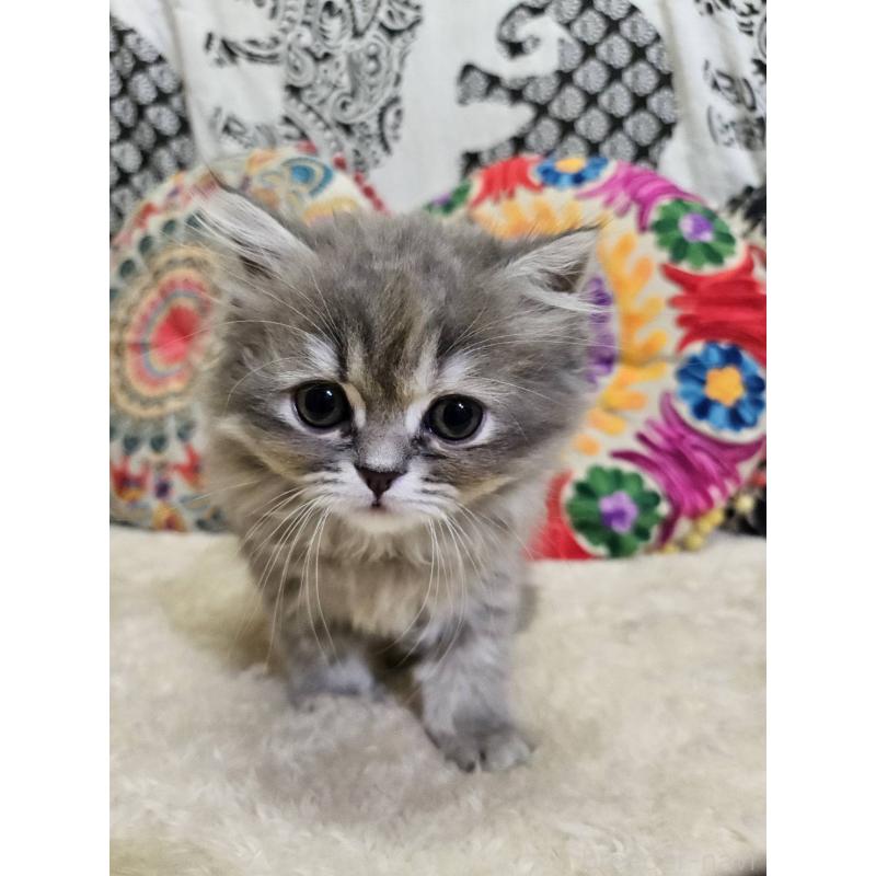 販売中の大阪府のミヌエット-136234の2枚目