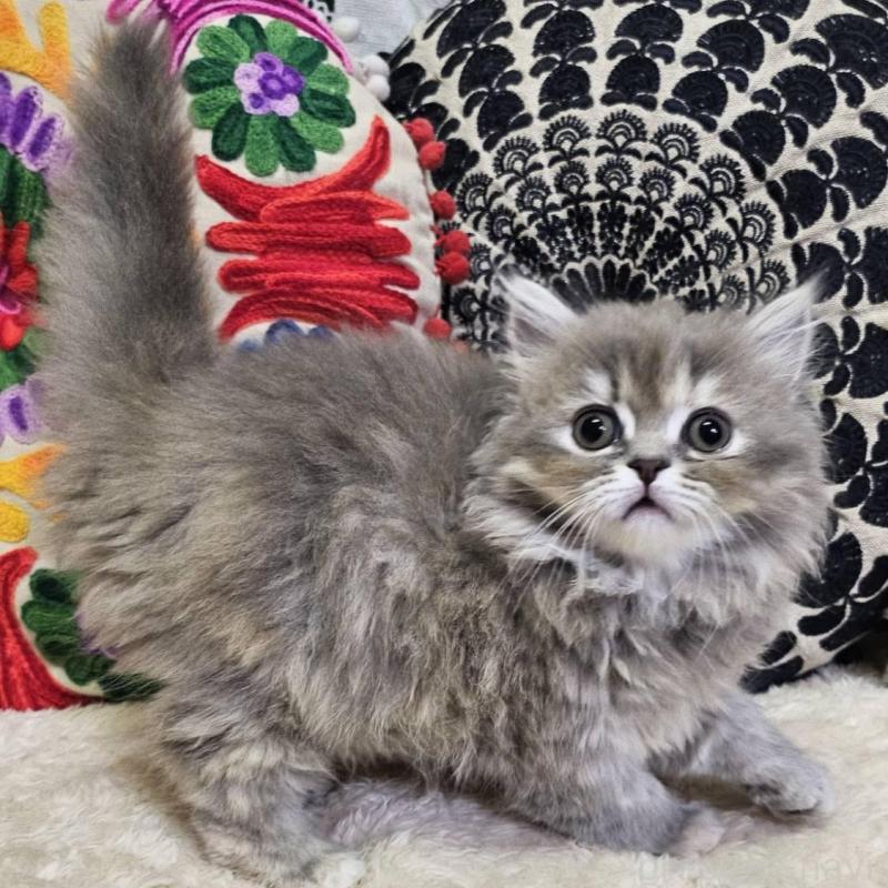 販売中の大阪府のミヌエット-136234