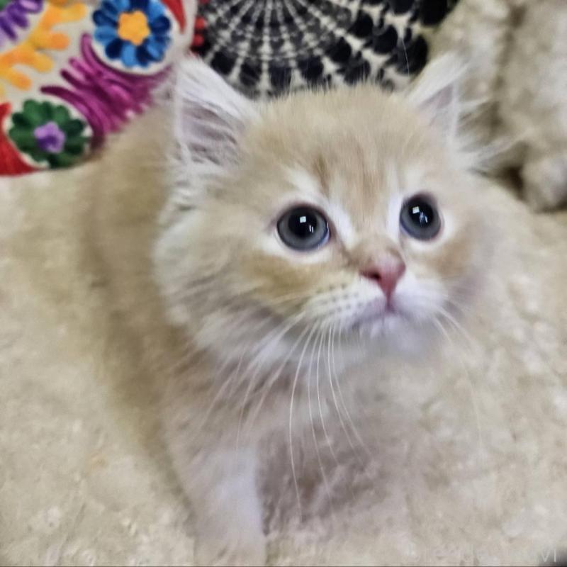 販売中の大阪府のミヌエット-136235の4枚目