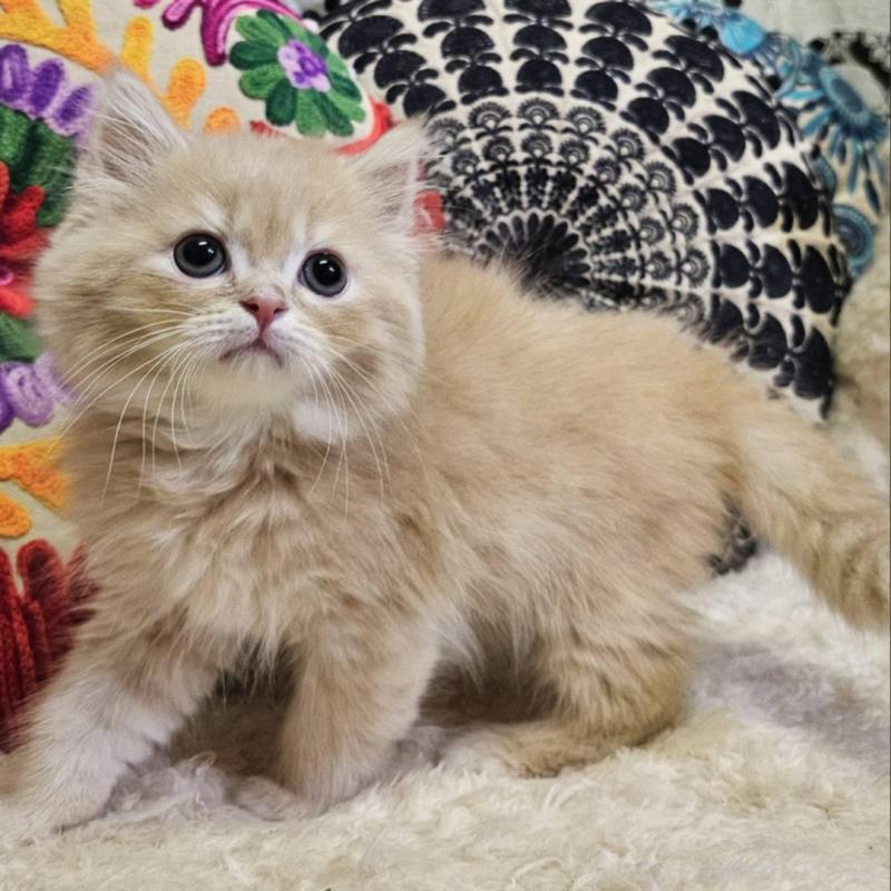 販売中の大阪府のミヌエット-136235