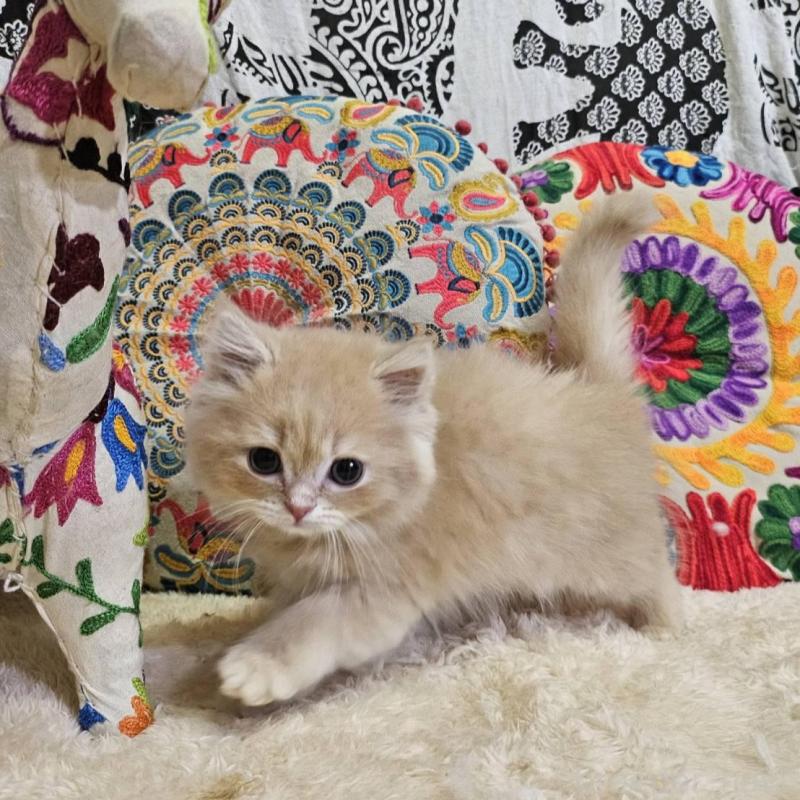 販売中の大阪府のミヌエット-136235の3枚目