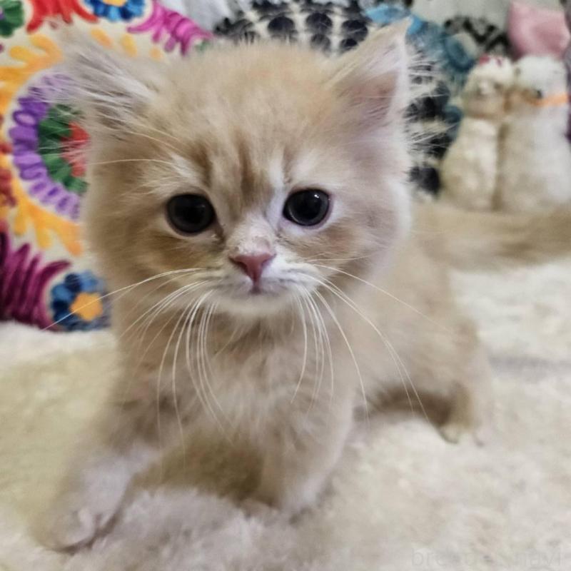 販売中の大阪府のミヌエット-136235の2枚目