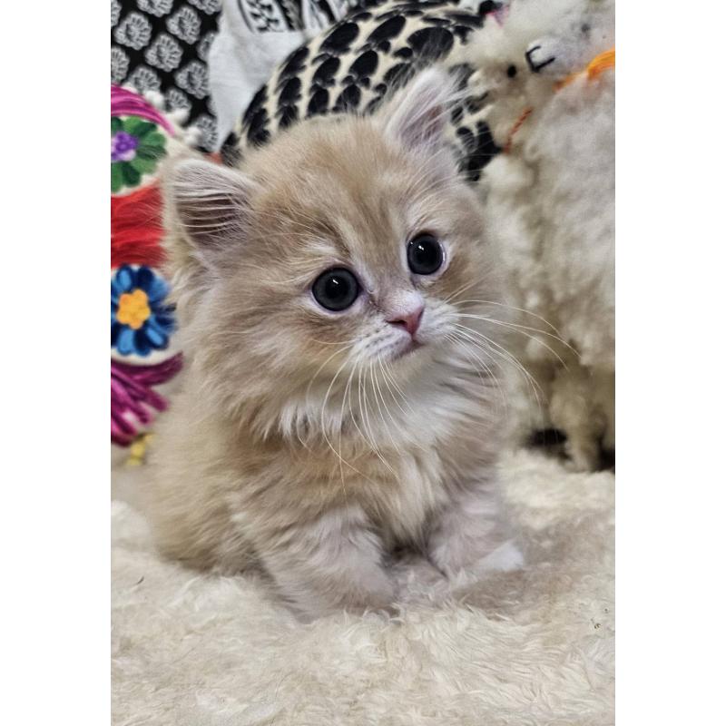 販売中の大阪府のミヌエット(短足)-136236の5枚目