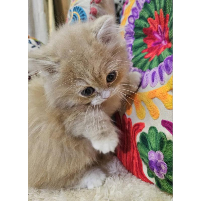 販売中の大阪府のミヌエット(短足)-136236の4枚目