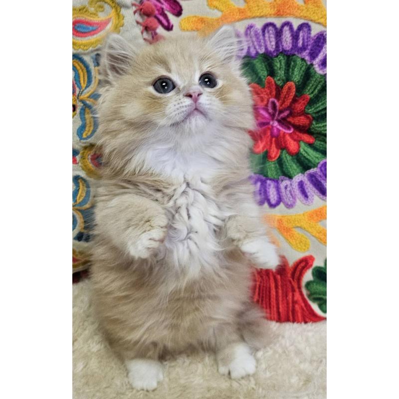 販売中の大阪府のミヌエット(短足)-136236の3枚目