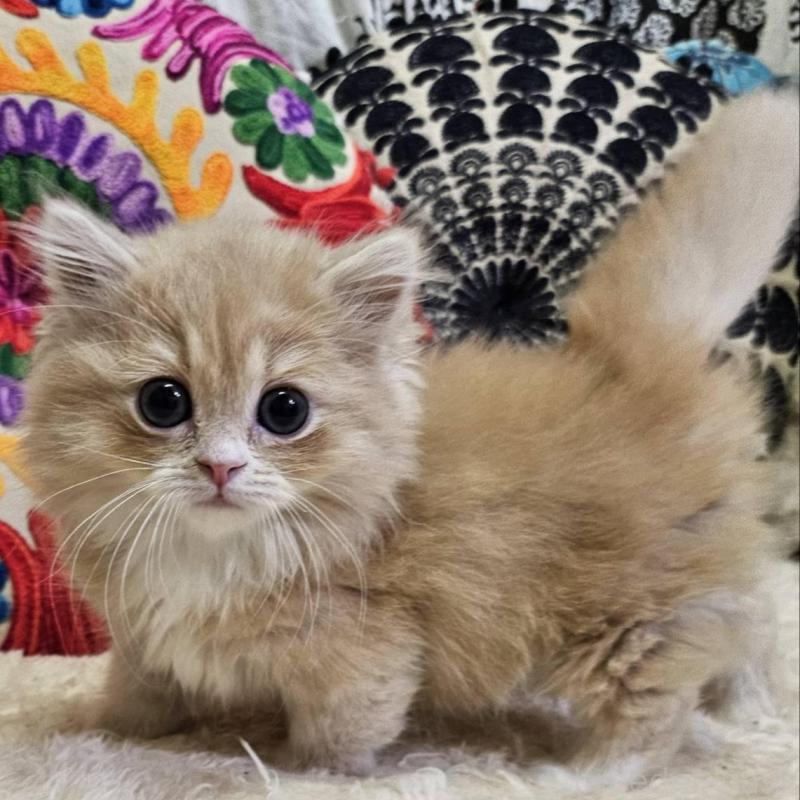 販売中の大阪府のミヌエット(短足)-136236の1枚目