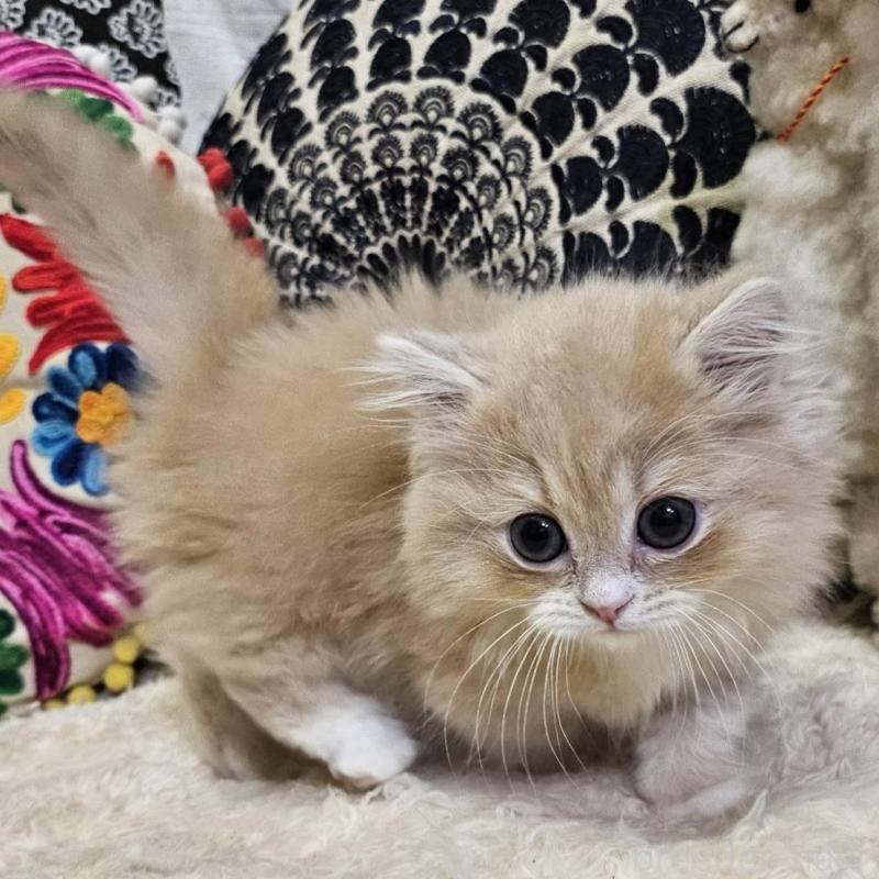 販売中の大阪府のミヌエット(短足)-136236の2枚目