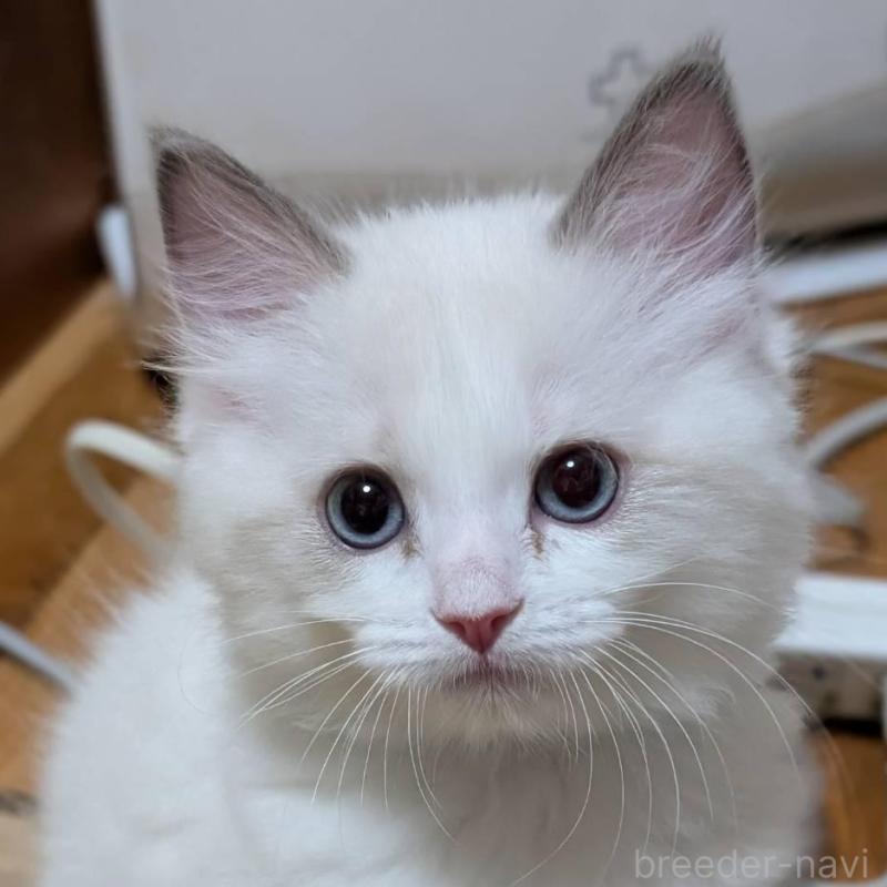 販売中の京都府のラグドール-136237