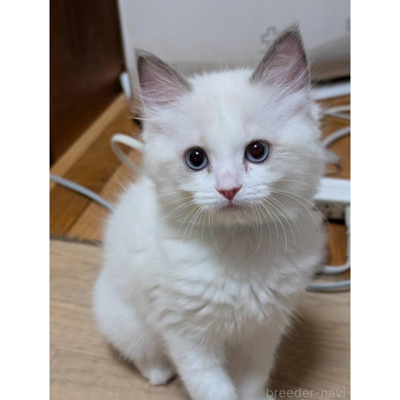 販売中の京都府のラグドール-136237の2枚目