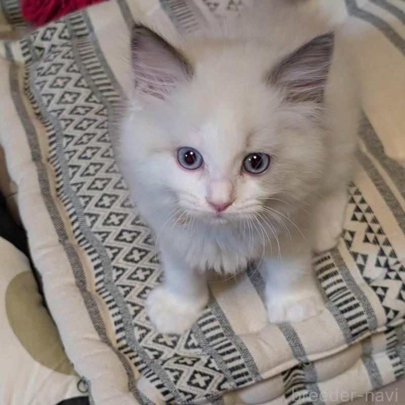 販売中の京都府のラグドール-136238