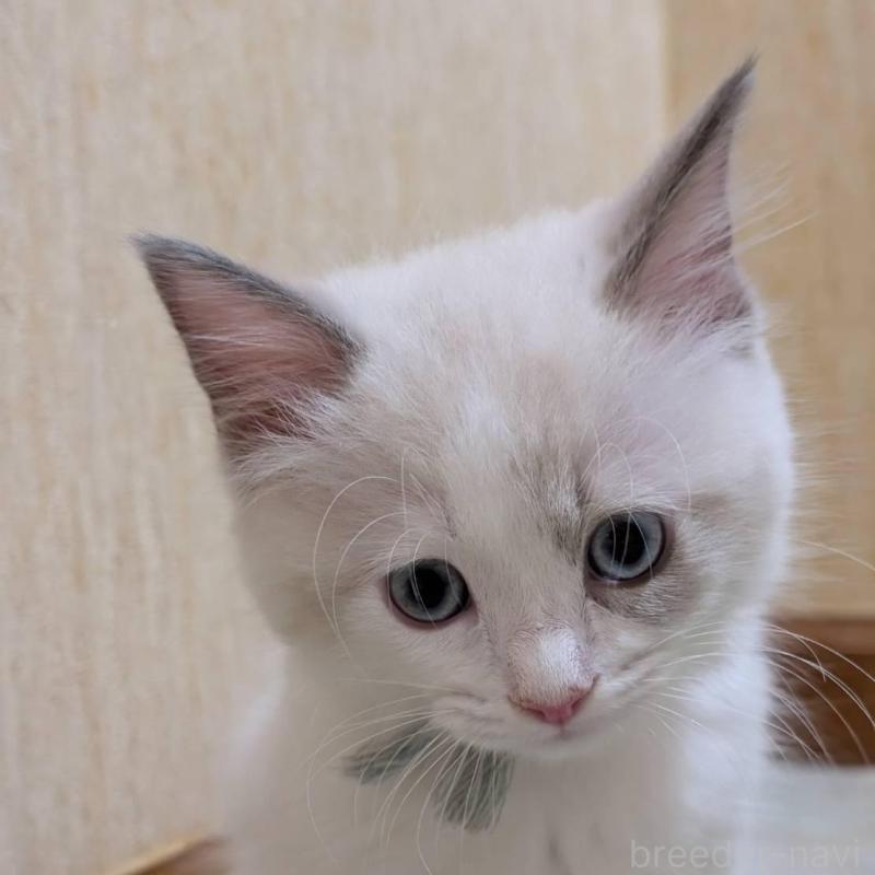 販売中の京都府のラグドール-136239の1枚目