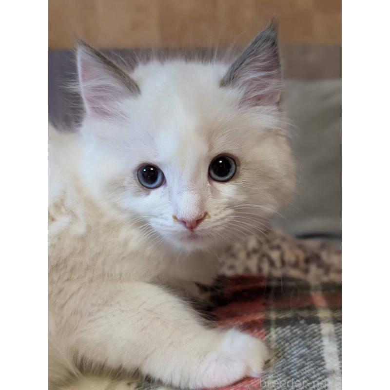 販売中の京都府のラグドール-136240の2枚目