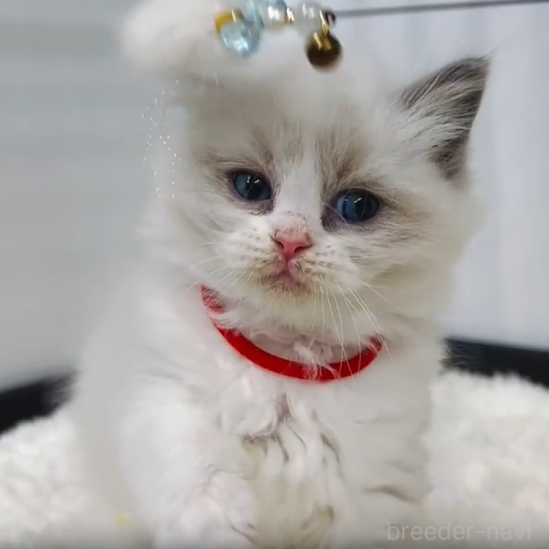 販売中の埼玉県のラグドール-136241の1枚目