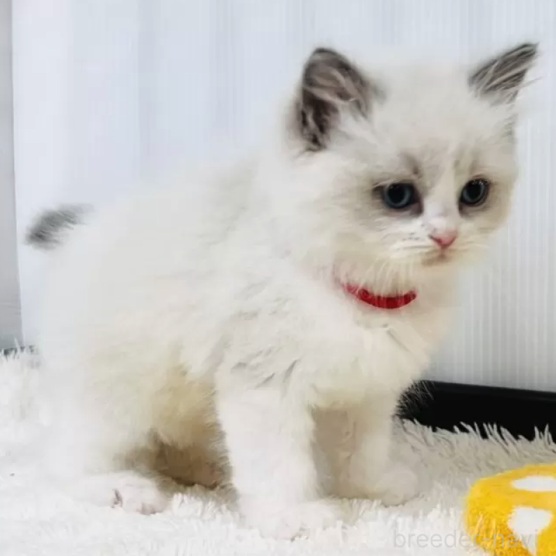 販売中の埼玉県のラグドール-136241の2枚目