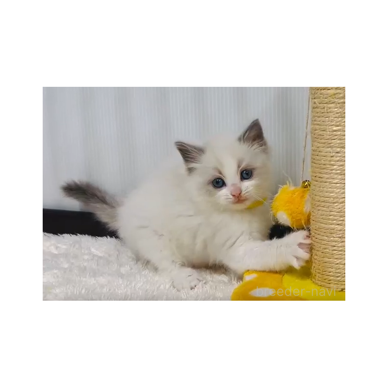 販売中の埼玉県のラグドール-136242