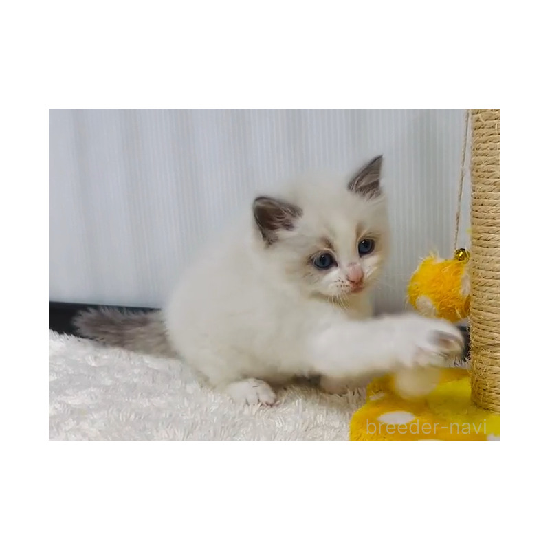 販売中の埼玉県のラグドール-136242の2枚目