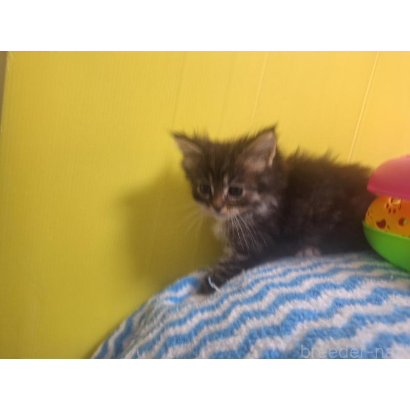 成約済の京都府のメインクーン-136071の6枚目