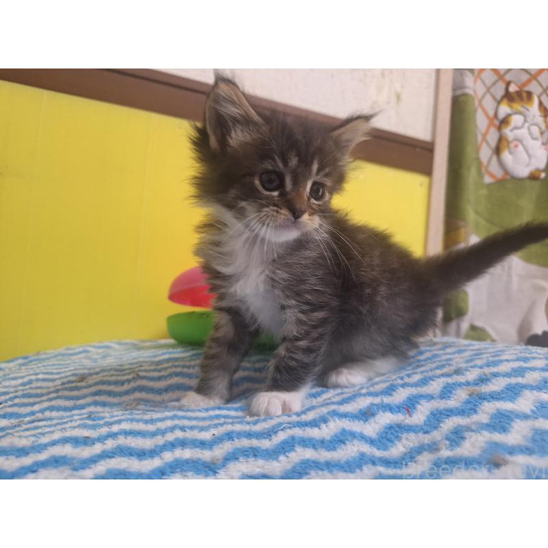 成約済の京都府のメインクーン-136071の5枚目