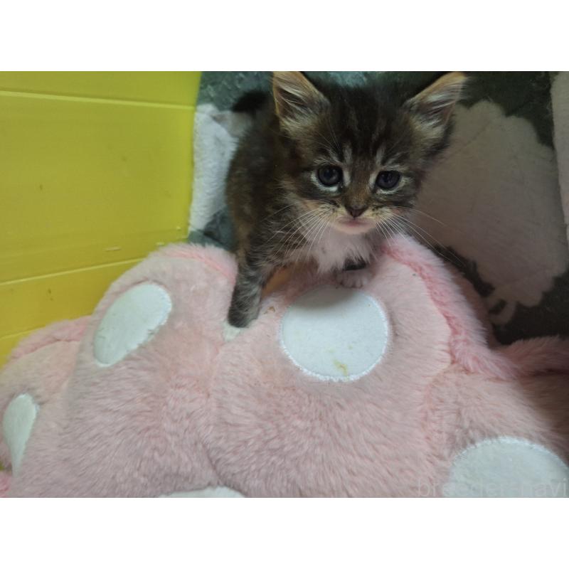 成約済の京都府のメインクーン-136071の4枚目