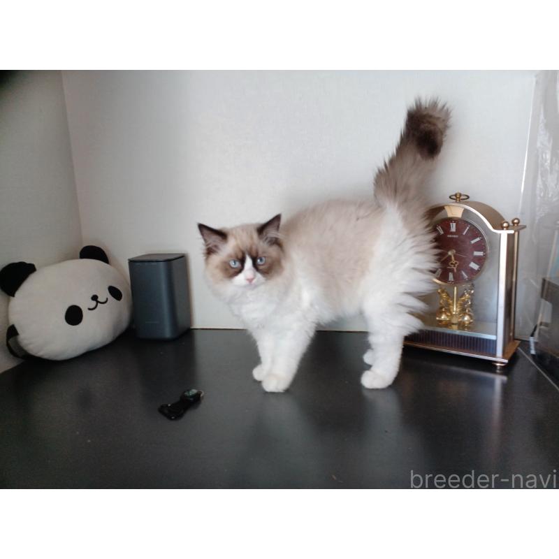 成約済の東京都のラグドール-132067の8枚目