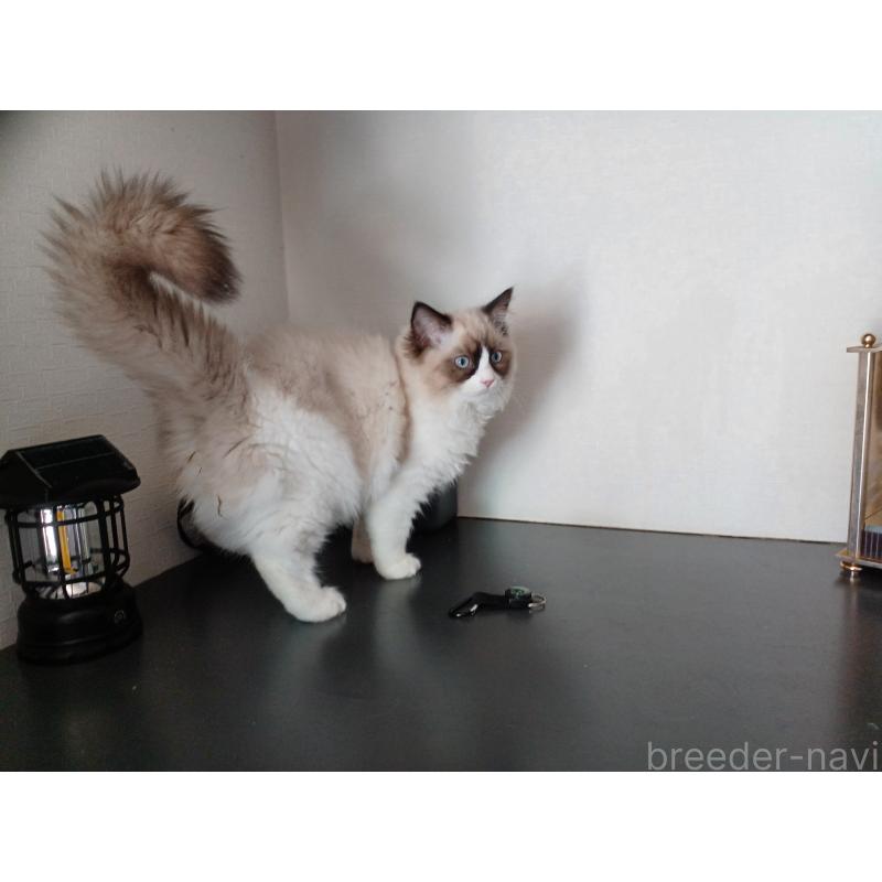 成約済の東京都のラグドール-132067の6枚目