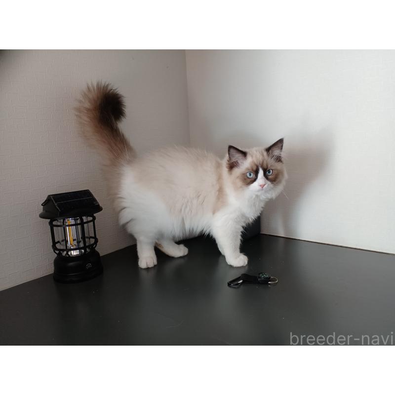 成約済の東京都のラグドール-132067の5枚目