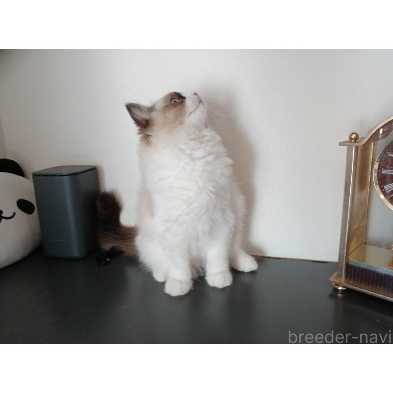 成約済の東京都のラグドール-132067の4枚目