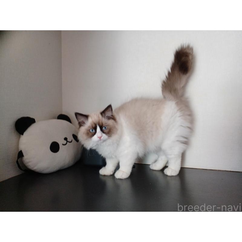 成約済の東京都のラグドール-132067の3枚目