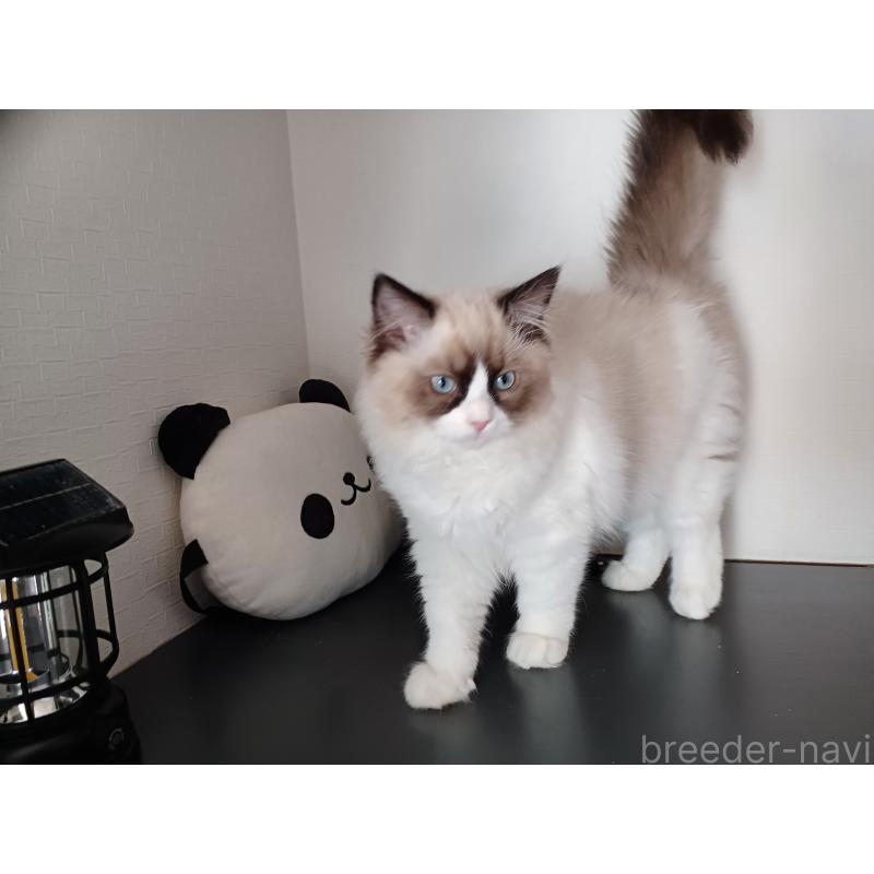 成約済の東京都のラグドール-132067の2枚目