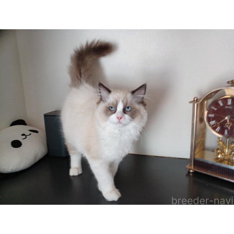 成約済の東京都のラグドール-132075の9枚目