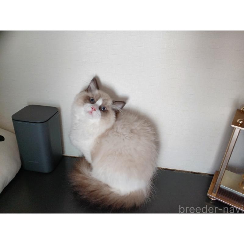 成約済の東京都のラグドール-132075の8枚目