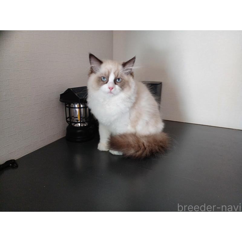 成約済の東京都のラグドール-132075の7枚目