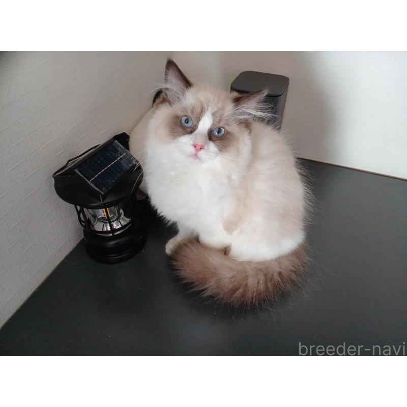 成約済の東京都のラグドール-132075の6枚目