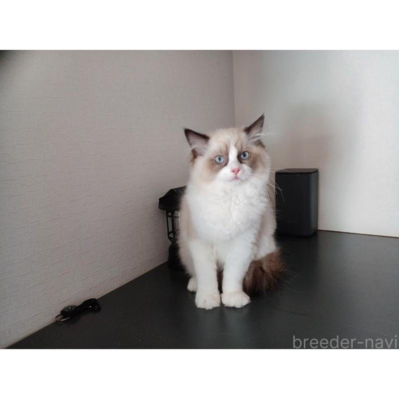 成約済の東京都のラグドール-132075の5枚目