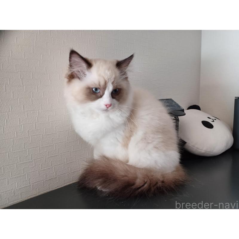 成約済の東京都のラグドール-132075の4枚目