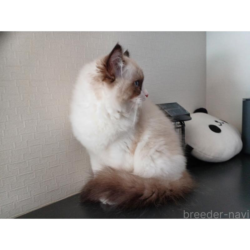 成約済の東京都のラグドール-132075の3枚目