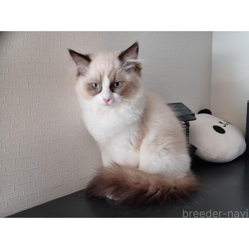 成約済の東京都のラグドール-132075の2枚目